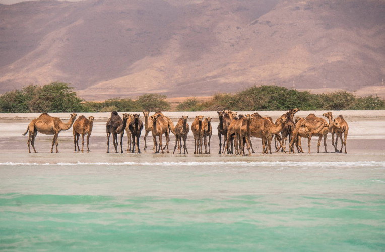 06_Camels on the beach, Salalah, Dhofar © Ministry of Heritage & Tourism Sultanate of Oman